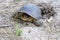 Blanding's Turtle