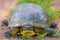 Blanding`s Turtle at Crex Meadows Wildlife Area