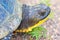 Blanding`s Turtle portrait on a gravel rural road in the Crex Meadows Wildlife Area in Northern Wisconsin