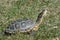 Blanding`s Turtle Sitting In A Meadow