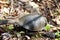 Blanding Turtle