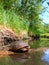 Blandings Turtle Basking on Log