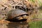 Blandings Turtle Basking on Log