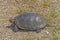 Blandings Turtle Near a Prairie Pond