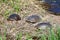 Blandings Turtles Basking
