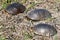 Blandings Turtles Illinois Wildlife