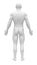 Blank Anatomy Figure - Back view
