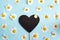 Blank blackboard-heart with chamomiles on blue background.