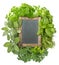 Blank blackboard with variety fresh herbs