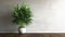 Blank dark green polished cement wall, tropical dracaena tree in white pot on brown