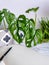 Blank notebook on a office desk with potted plants such as a monkey mask plant on a white background