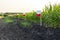 A blank sign at the edge of the field to indicate the variety of cultivated corn