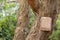 Blank stone sign hanging on dried tree with bark peeling off