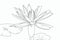 Blank water lily with leaves for painting