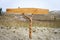 Blank weathered wooden beach sign in the dunes