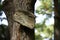 Blank Weathered Wooden Sign Nailed to a Large Tree in the Forest