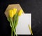 Blank white postcard flyer. Envelope kraft whith pensil and tulips. Flat lay.