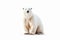 Blank White Wilderness: Majestic Polar Bear Blending with the Arctic Background