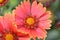 Blanket Flower (Gaillardia)