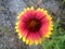 Blanket Flower (Gaillardia) Blossoming.