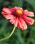 Blanket flower, Gaillardia grandiflora