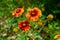 Blanket flower Gaillardia pulchella close up, red, orange and yellow - Davie, Florida, USA