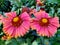 Blanket flower `Mesa Red`, a perennial plant