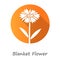 Blanket flower orange flat design long shadow glyph icon. Gaillardia aristata garden plant with name inscription