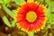 Blanket flower perennial