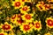 Blanket flower yellow daisy with red center called Gaillardia pu