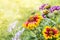 Blanket flowers in flower bed