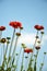 Blanket flowers (Gaillardia burgundy) and blue sky. Floral background concept