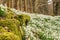 Blanket of snowdrops and a moss covered derelict wall in woodland