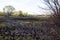 Blasted field after a fire