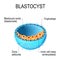 Blastocyst with inner cell mass
