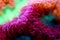 Blastomussa LPS colorful Coral - Blastomussa wellsi