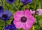 Blau, lila blooming Anemonen. Colorful flowers in spring garden. Landscape. Close up