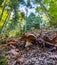 Blausee Nature Park - Mushroom II