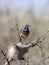 Blauwborst, White-spotted Bluethroat, Luscinia svecica