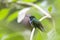 Blauwbuikamazilia, Blue-chested Hummingbird, Amazilia amabilis