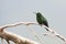 Blauwbuikamazilia, Steely-vented Hummingbird, Amazilia saucerottei