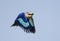 Blauwbuikscharrelaar, Blue-bellied Roller, Coracias cyanogaster