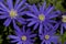 Blauwe anemoon, Apennine Windflower, Anemone apennina