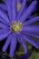 Blauwe anemoon, Apennine Windflower, Anemone apennina