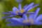 Blauwe anemoon, Apennine Windflower, Anemone apennina