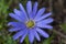 Blauwe anemoon, Apennine Windflower, Anemone apennina