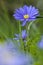 Blauwe anemoon, Apennine Windflower, Anemone apennina