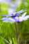 Blauwe anemoon, Apennine Windflower, Anemone apennina