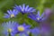 Blauwe anemoon, Apennine Windflower, Anemone apennina