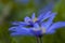 Blauwe anemoon, Apennine Windflower, Anemone apennina